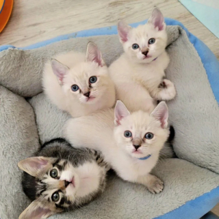 Illustration de l'article : 4 chatons abandonnés après une tempête trouvent le réconfort dans un foyer aimant
