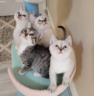 Illustration de l'article : 4 chatons abandonnés après une tempête trouvent le réconfort dans un foyer aimant