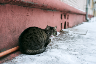 Illustration de l'article : Une opération de capture des chats errants sur 4 jours est lancée dans l’ouest de la France