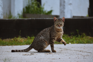 Illustration de l'article : Une opération de capture des chats errants sur 4 jours est lancée dans l’ouest de la France