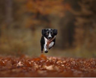 Illustration de l'article : 22 photos montrant la beauté des chiens en plein automne