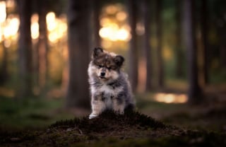 Illustration de l'article : 22 photos montrant la beauté des chiens en plein automne