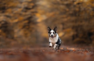 Illustration de l'article : 22 photos montrant la beauté des chiens en plein automne