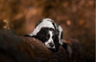 Illustration de l'article : 22 photos montrant la beauté des chiens en plein automne