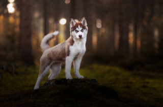 Illustration de l'article : 22 photos montrant la beauté des chiens en plein automne