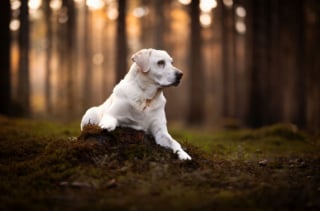 Illustration de l'article : 22 photos montrant la beauté des chiens en plein automne