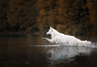 Illustration de l'article : 22 photos montrant la beauté des chiens en plein automne