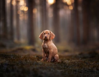 Illustration de l'article : 22 photos montrant la beauté des chiens en plein automne