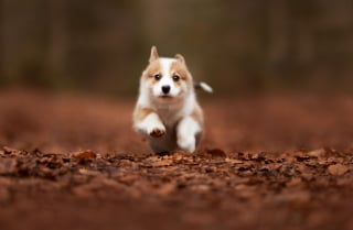 Illustration de l'article : 22 photos montrant la beauté des chiens en plein automne