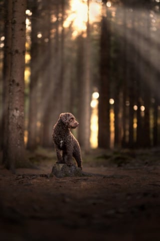 Illustration de l'article : 22 photos montrant la beauté des chiens en plein automne