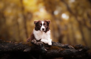 Illustration de l'article : 22 photos montrant la beauté des chiens en plein automne