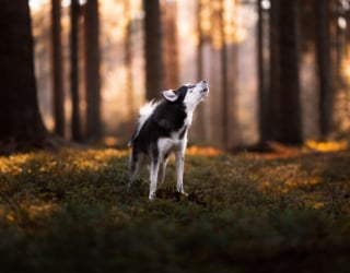 Illustration de l'article : 22 photos montrant la beauté des chiens en plein automne