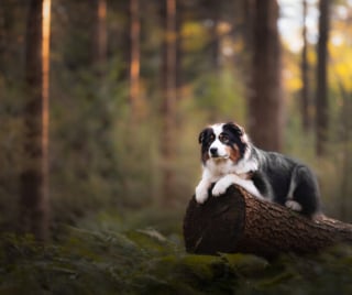 Illustration de l'article : 22 photos montrant la beauté des chiens en plein automne