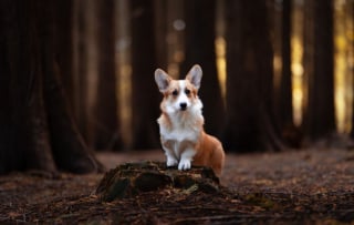 Illustration de l'article : 22 photos montrant la beauté des chiens en plein automne