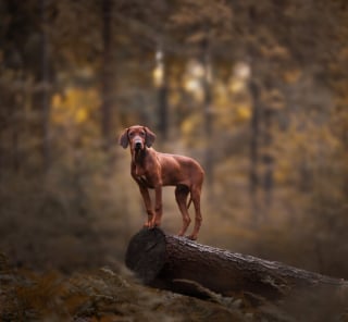 Illustration de l'article : 22 photos montrant la beauté des chiens en plein automne