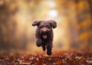 Illustration de l'article : 22 photos montrant la beauté des chiens en plein automne