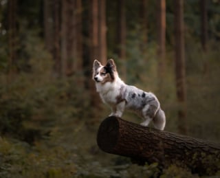 Illustration de l'article : 22 photos montrant la beauté des chiens en plein automne