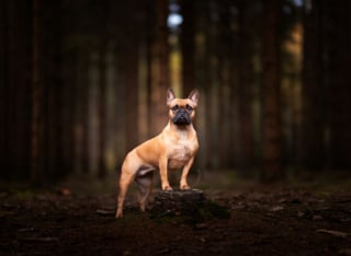 Illustration de l'article : 22 photos montrant la beauté des chiens en plein automne