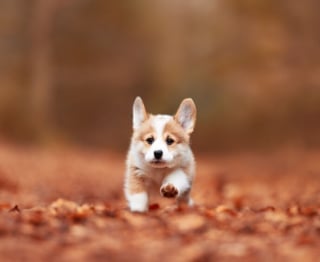 Illustration de l'article : 22 photos montrant la beauté des chiens en plein automne