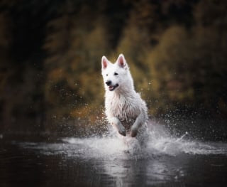 Illustration de l'article : 22 photos montrant la beauté des chiens en plein automne