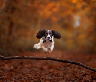 Illustration de l'article : 22 photos montrant la beauté des chiens en plein automne