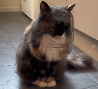 Illustration de l'article : Quand une chatte curieuse fouine sous la maison et se retrouve avec un "voile de mariée" sur la tête (vidéo)