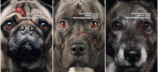 Illustration de l'article : La campagne de sensibilisation choc de l'association Action Protection Animale qui donne la parole aux chiens victimes de cruauté
