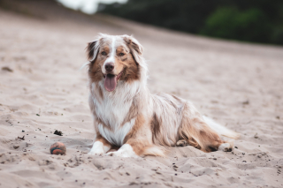 Illustration de l'article : Certaines races de chiens très appréciées pourraient bientôt disparaître