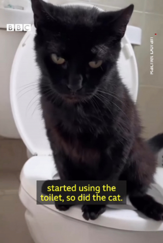 Illustration de l'article : Les visites assidues de ce chat noir au supermarché ne sont pas sa seule particularité (vidéo)