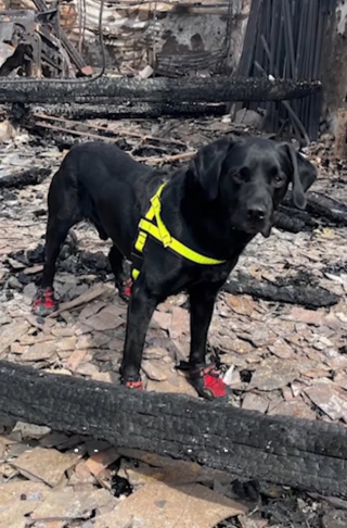 Illustration de l'article : Retraite et distinction bien méritées pour Reqs, chien enquêteur ayant travaillé sur 500 incendies