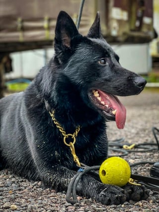 Illustration de l'article : Quand la passion mène à l'accident : Un chien policier se blesse en localisant une arme dangereuse