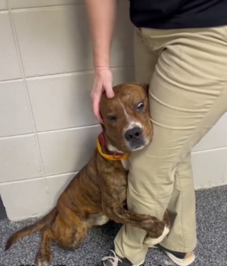 Illustration de l'article : La vidéo poignante d'un chien de refuge s'accrochant à la jambe d'une bénévole devient virale et change sa vie
