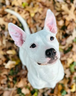 Illustration de l'article : 20 photos de chats et de chiens venant tout juste d’être adoptés