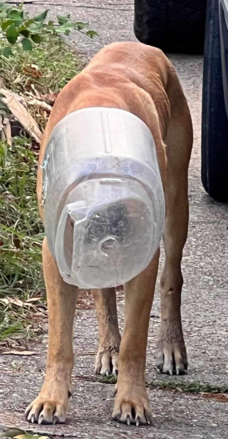 Illustration de l'article : Un chien errant s'étant coincé la tête dans un bocal échappe à ses sauveurs pendant 30 jours