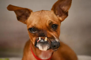Illustration de l'article : "Il est magique" : L'inspirante histoire d'un chien au visage déformé bien décidé à croquer la vie à pleines dents