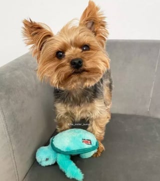 Illustration de l'article : 16 photos de chiens devenus fusionnels avec leur peluche préférée