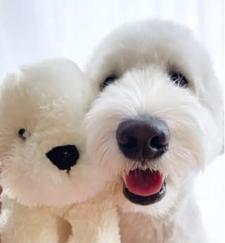 Illustration de l'article : 16 photos de chiens devenus fusionnels avec leur peluche préférée