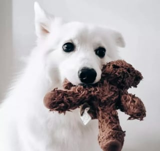 Illustration de l'article : 16 photos de chiens devenus fusionnels avec leur peluche préférée