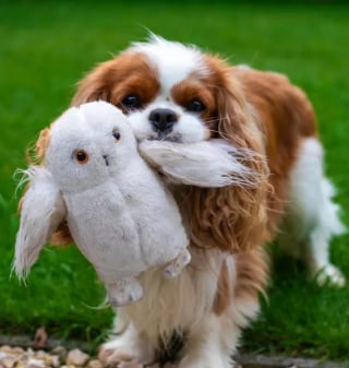 Illustration de l'article : 16 photos de chiens devenus fusionnels avec leur peluche préférée