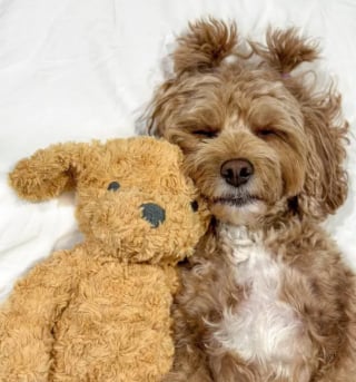 Illustration de l'article : 16 photos de chiens devenus fusionnels avec leur peluche préférée