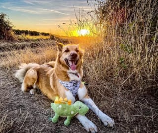 Illustration de l'article : 16 photos de chiens devenus fusionnels avec leur peluche préférée