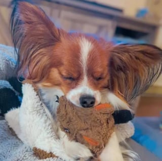 Illustration de l'article : 16 photos de chiens devenus fusionnels avec leur peluche préférée