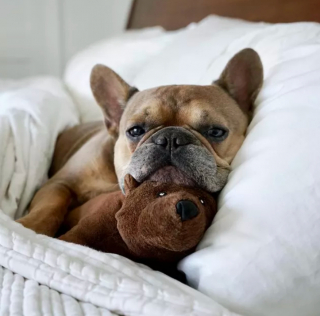 Illustration de l'article : 16 photos de chiens devenus fusionnels avec leur peluche préférée