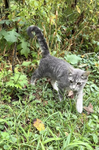 Illustration de l'article : Une famille de chats abandonnés adopte une réaction touchante lorsqu'une bonne samaritaine se rend à son chevet (vidéo)