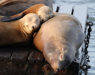 Illustration de l'article : 22 photos et vidéos montrant toute l’intensité de l’amour maternel 