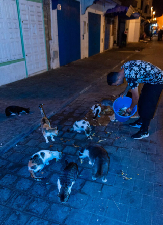 Illustration de l'article : 20 photos de chats errants, prises au Maroc, à peine quelques heures avant le terrible tremblement de terre du 8 septembre 2023