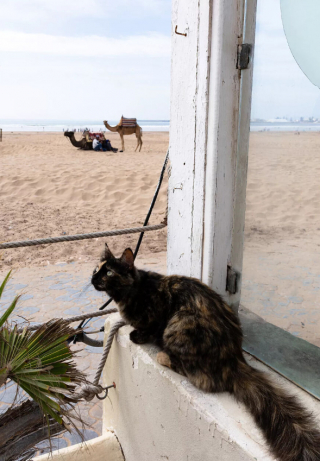 Illustration de l'article : 20 photos de chats errants, prises au Maroc, à peine quelques heures avant le terrible tremblement de terre du 8 septembre 2023