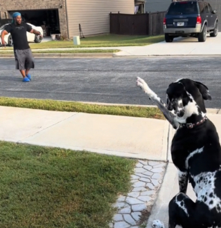 Illustration de l'article : Le comportement drôle et touchant d'une chienne envers son voisin préféré qui l'attend de l'autre côté de la rue (vidéo)