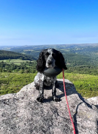 Illustration de l'article : Un jouet pour enfant ingéré par mégarde dévoile une maladie inquiétante chez un chien de 10 ans