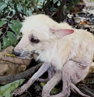 Illustration de l'article : Une chienne errante en grande souffrance opère une véritable métamorphose grâce à un couple d'inconnus (vidéo)